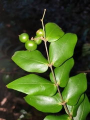 Ripogonum