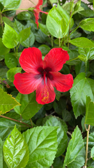 Hibiscus rosa-sinensis