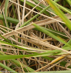 Euchorthippus elegantulus