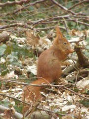 Sciurus vulgaris
