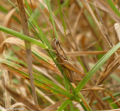 Euchorthippus elegantulus