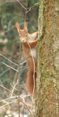 Sciurus vulgaris