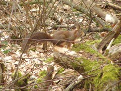Sciurus vulgaris
