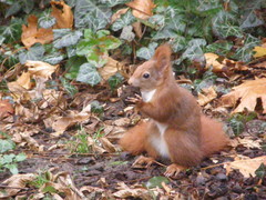 Sciurus vulgaris