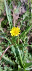 Taraxacum bessarabicum