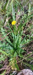 Taraxacum bessarabicum