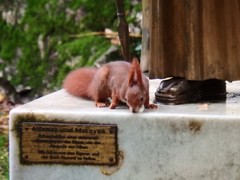 Sciurus vulgaris