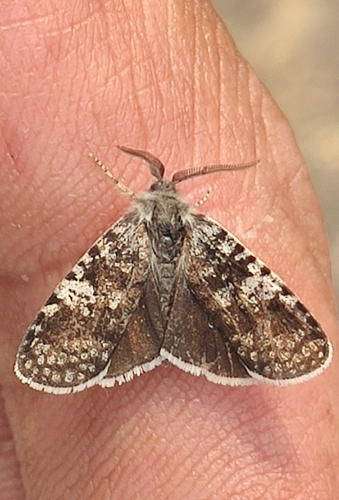 Eochorica