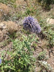 Echinops armatus