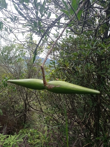 Image of Strophanthus divaricatus by no rights reserved