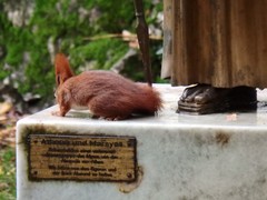 Sciurus vulgaris