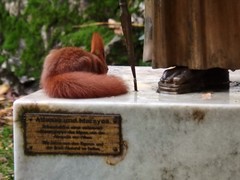 Sciurus vulgaris