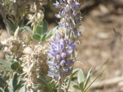 Lupinus lepidus sellulus