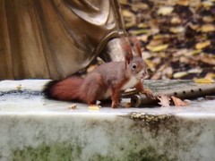 Sciurus vulgaris