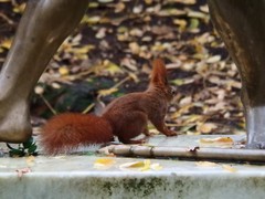 Sciurus vulgaris