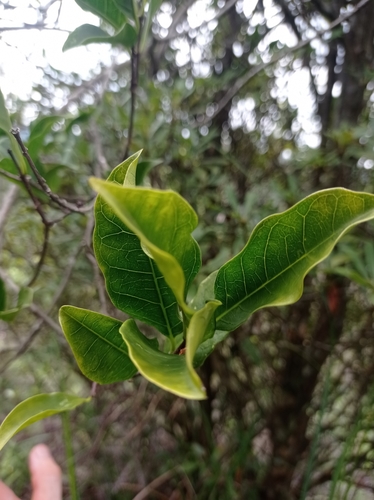 Image of Strophanthus divaricatus by no rights reserved