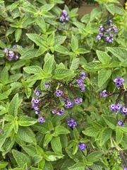 Heliotropium arborescens