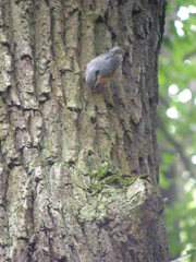 Sitta europaea