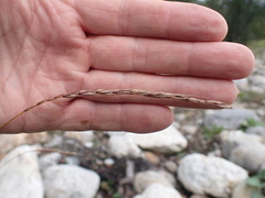 Elymus caninus