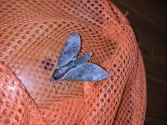 Acosmerycoides harterti