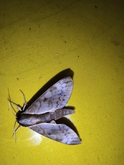 Acosmerycoides harterti