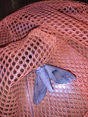 Acosmerycoides harterti