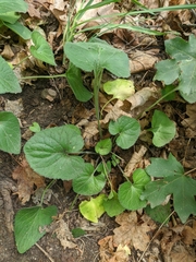 Viola alba dehnhardtii