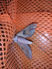 Acosmerycoides harterti