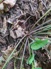 Viola alba dehnhardtii