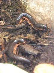 Archispirostreptus gigas