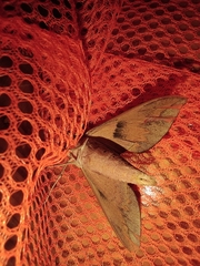 Acosmerycoides harterti