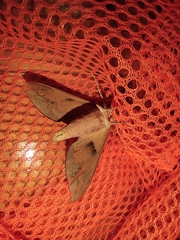 Acosmerycoides harterti