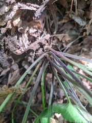 Viola alba dehnhardtii