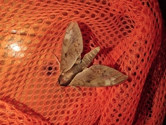 Acosmerycoides harterti