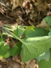 Viola alba dehnhardtii