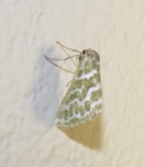 Argyrographa moderata