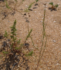 Corispermum nitidum
