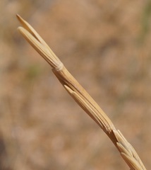 Thinopyrum bessarabicum