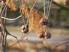 Taxodium distichum