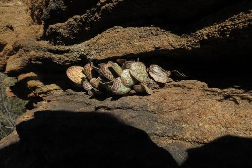 Adromischus trigynus