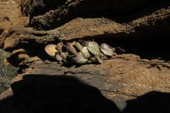 Adromischus trigynus