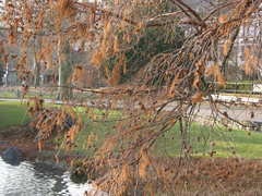 Taxodium distichum