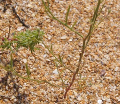 Corispermum nitidum