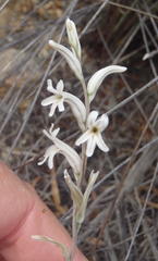 Haworthia cooperi isabellae