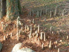Taxodium distichum