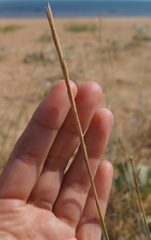 Thinopyrum bessarabicum