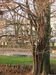 Taxodium distichum