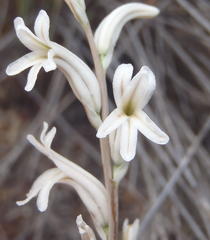 Haworthia cooperi isabellae