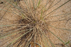 Thinopyrum bessarabicum