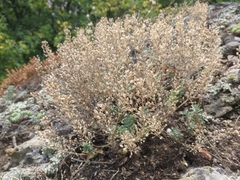 Odontarrhena obtusifolia